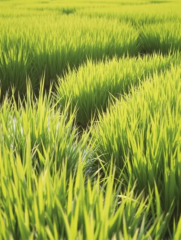 风吹过稻田 - 快活视频 风吹过稻田封面